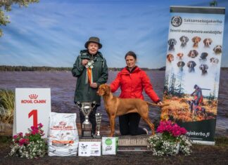 Erikoisnäyttelyn kaunein koira 2026 oli lyhytkarvainen unkarinvizsla Nádorpusztai Kacér